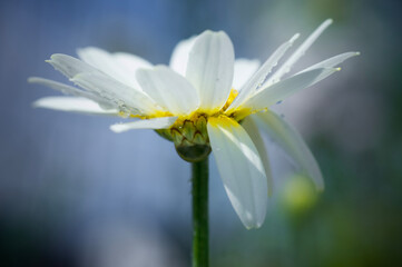 Closeup of flower partly covered with dew