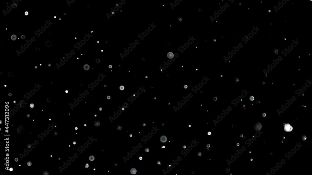 Sticker natural organic dust particles floating on black background. dynamic dust particles randomly float i