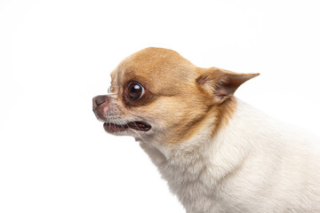 Obraz premium Chihuahua Puppy, 5 months old, sitting in profile on white background