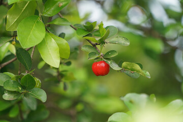 Fresh organic Acerola cherry on the tree.