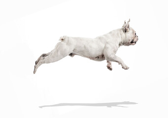 Fototapeta na wymiar French bulldog running and jumping isolated on white studio background