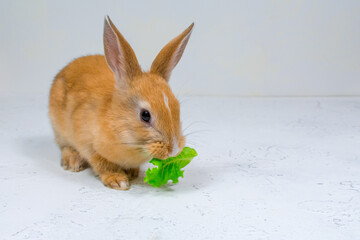 Adorable redhead bunny sitting on a white background and eating a green leaf of lettuce