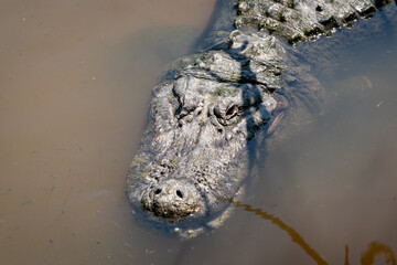 American Alligator at water edge at Sweetwater Wetland in Gainesville Florida.