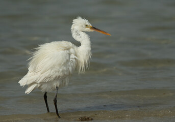 Potrait of a Western reef egret white morphed at Busaiteen coast, Bahrain