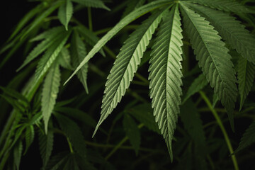 Marijuana leaves, cannabis on a dark background, beautiful background, indoor cultivation