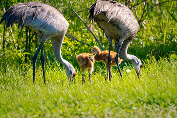 Sandhill Cranes and Sandhill Crane Chicks foraging at Sweetwater Wetlands in Gainesville Florida.