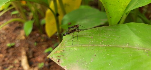 Insects sitting  on a green leaf.a macro  photo 