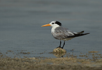 Greater Crested Tern perched on a rock at Busaiteen coast, Bahrain