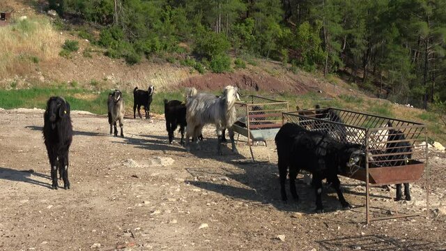 Yumaklar, Antalya, Turkey - 27th of May 2021: 4K Free grazing herd of goats and forest in the background

