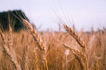 Close-Up Of Stalks In Wheat Field Against Sky. Scenic View Of Wheat Field Against Sky. Golden wheat ears or rye close-up