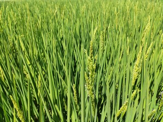 Campo de Arroz - Arrozales de Valencia