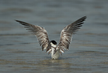 Greater Crested Tern bathing at  Busaiteen coast of Bahrain