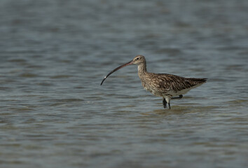 Eurasian curlew at Busaiteen coast, Bahrain