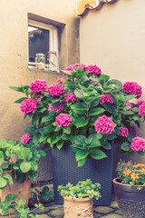 Blooming hydrangea bush and other plants in pots in a corner of a courtyard, vertical