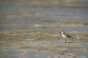 Greater sand plover during low tide at Busaiteen coast of Bahrain