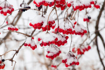 Snow-covered branches of viburnum with red berries