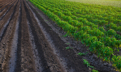 Fototapeta na wymiar Rows of pepper plantation in a farm field. Industrial growing vegetables on open ground. Agroindustry. Farming agriculture. Agronomy. Cultivated crop. Planting seedlings