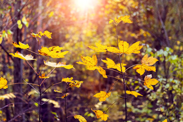 Yellow maple leaves in a dense autumn forest in the evening sun