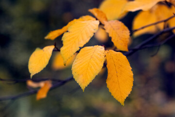 Tree branch with yellow leaves in the autumn forest in bright warm autumn tones