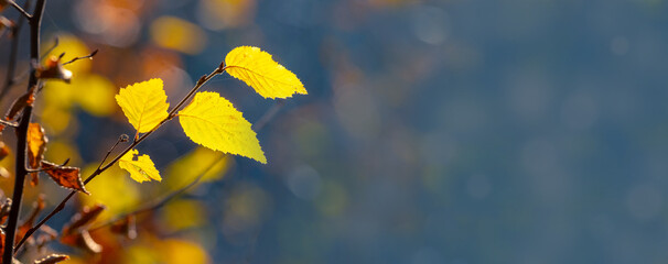 Yellow autumn leaves in the forest on a blue blurred background, copy space