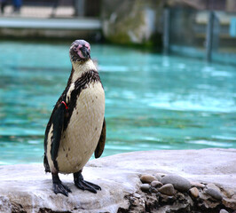Fototapeta premium penguin standing on the rocks