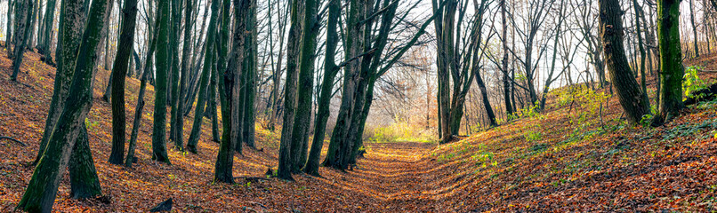 Panorama of autumn forest with bare trees and dirt road on a sunny day