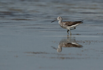 Common Greenshank feeding at Busaiteen coast, Bahrain
