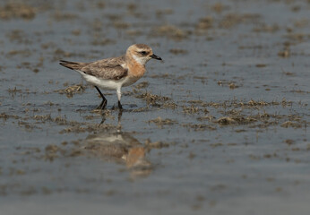 Lesser sand plover in breeding plumage at Busaiteen coast