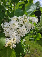 Wei&szlig;e Bl&uuml;te