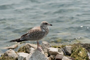 female seagull on the beach