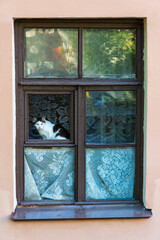 black and white cat sitting at the open window of an old house and looking at the street, summer