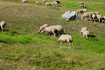 Naklejka na ściany i meble flock of sheep grazing in Abruzzo
