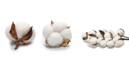 Cotton flower branch isolated on white background.