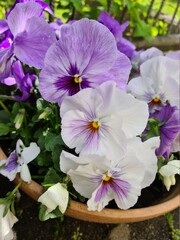 Stiefm&uuml;tterchen