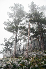 landscape with trees in the mountains during fog. 