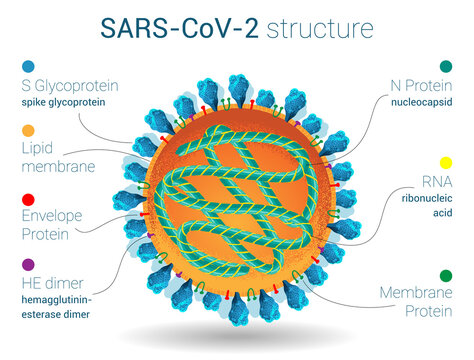 SARS-CoV-2 structure, anatomy of virus, microbiology and virology poster, proteins, lipids and ribonucleic acid of coronavirus