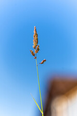 A green blade of grass, a spike on a blue background of the sky of the river with a background blur