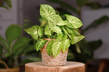 Exotic 'Syngonium Podophyllum Arrow' houseplant in basket pot indoors on wooden coffee table