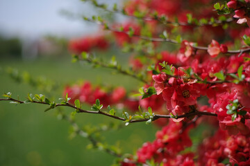 Red bush flowers blossom branch in spring time