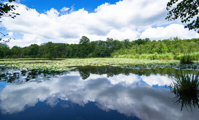 Mirror effect on a lake (Etangs de Commelles) north to Paris during summer