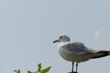seagull on the beach