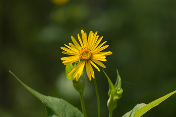 yellow flower (Silphium perfoliatum) in the garden