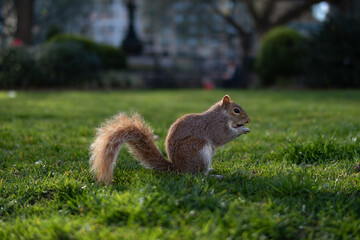 Common Squirrel Eating on Grass at Union Square Park in New York City