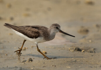Terek sandpiper running at Busaiteen coast of Bahrain