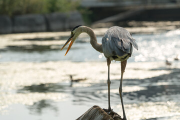 great blue heron with open bill