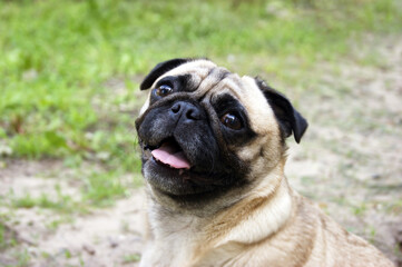 Portrait of a pug sitting on the ground in a summer park.