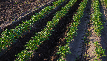 Fototapeta na wymiar Freshly cultivated rows of potato bushes on a farm field. Loosening and turning soil between rows to remove weeds and improve air and nutrient access to underground roots. Stimulating crop growth.