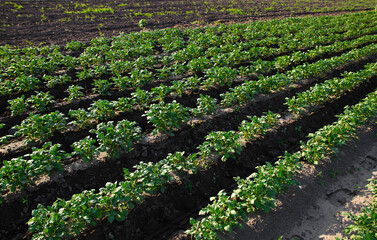 Rows of potato bushes on a farm plantation. Agribusiness organic farming. Agriculture and agro industry. Landscape with agricultural land. Vegetable rows. Growing food for sale. Olericulture