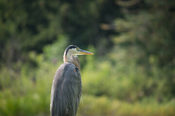 great blue heron in the city
