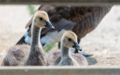 canada goose goslings on the beach